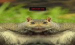 Squirrel Stapler